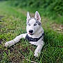 dog, husky, puppy, blue_eyes, grass, outdoor, nature, pet, canine, animal, young_dog, tongue_out, playful, fur, ears, collar, lying_down, greenery, cute, adorable