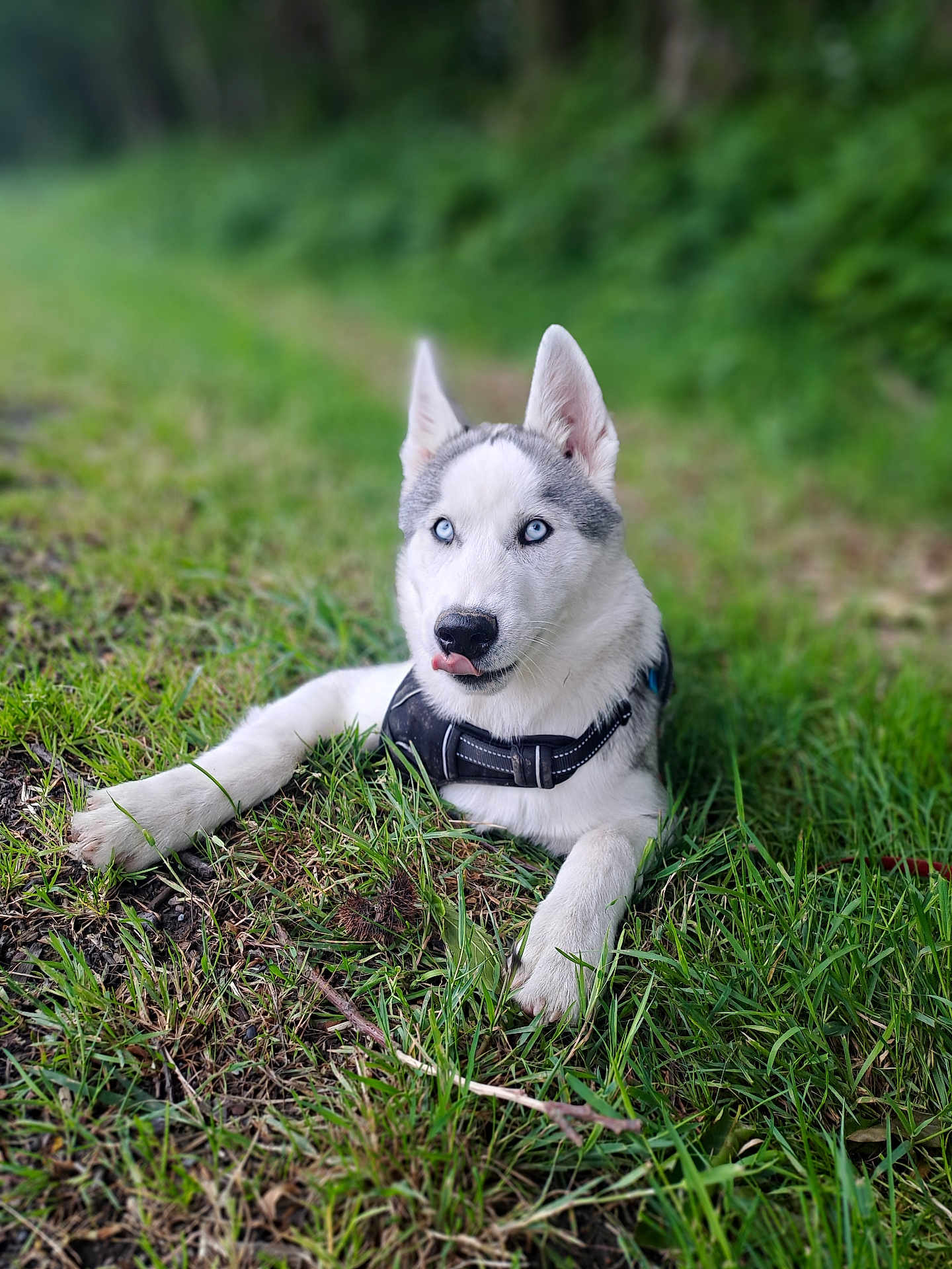 Vegas a rejoint le concours — aidez-le/la à gagner de superbes lots ! dog, husky, puppy, blue_eyes, grass, outdoor, nature, pet, canine, animal, young_dog, tongue_out, playful, fur, ears, collar, lying_down, greenery, cute, adorable