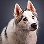 animal, background, blue_eyes, canine, close_up, companion, dog, ears, expression, fluffy, fur, husky, looking_up, mammal, nose, pet, portrait, snout, studio, whiskers