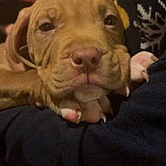 Eros participe au concours pour gagner de l'argent avec cette photo : puppy, dog, close_up, paw, nose, whiskers, brown_fur, cute, sleepy, cuddle, blanket, sweater, indoor, portrait, pet, paw_pads, claws, snout, eyes, cozy