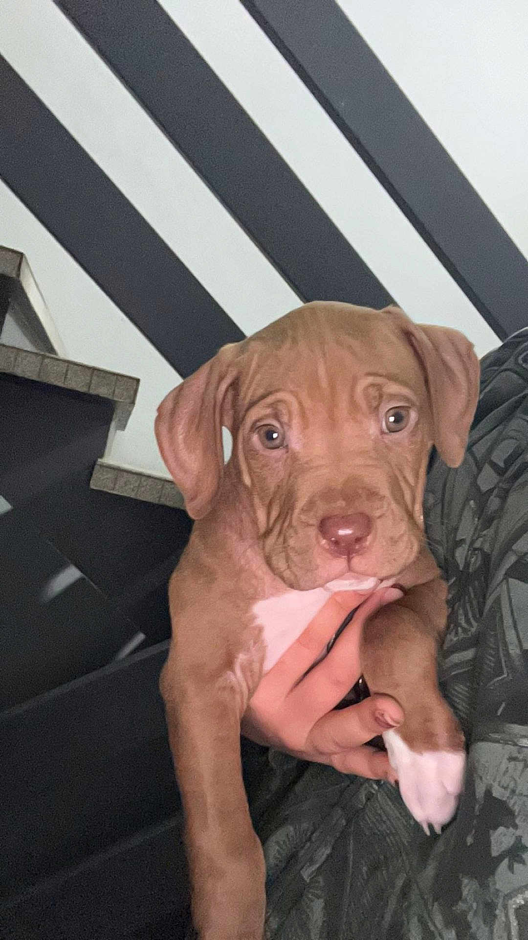 Eros participe au concours pour gagner de l'argent avec cette photo : puppy, dog, pet, close_up, brown_coat, white_paw, paw, nose, eyes, ears, human_hand, holding, indoor, bedroom, blanket, staircase, ceiling_beams, portrait, cute, young