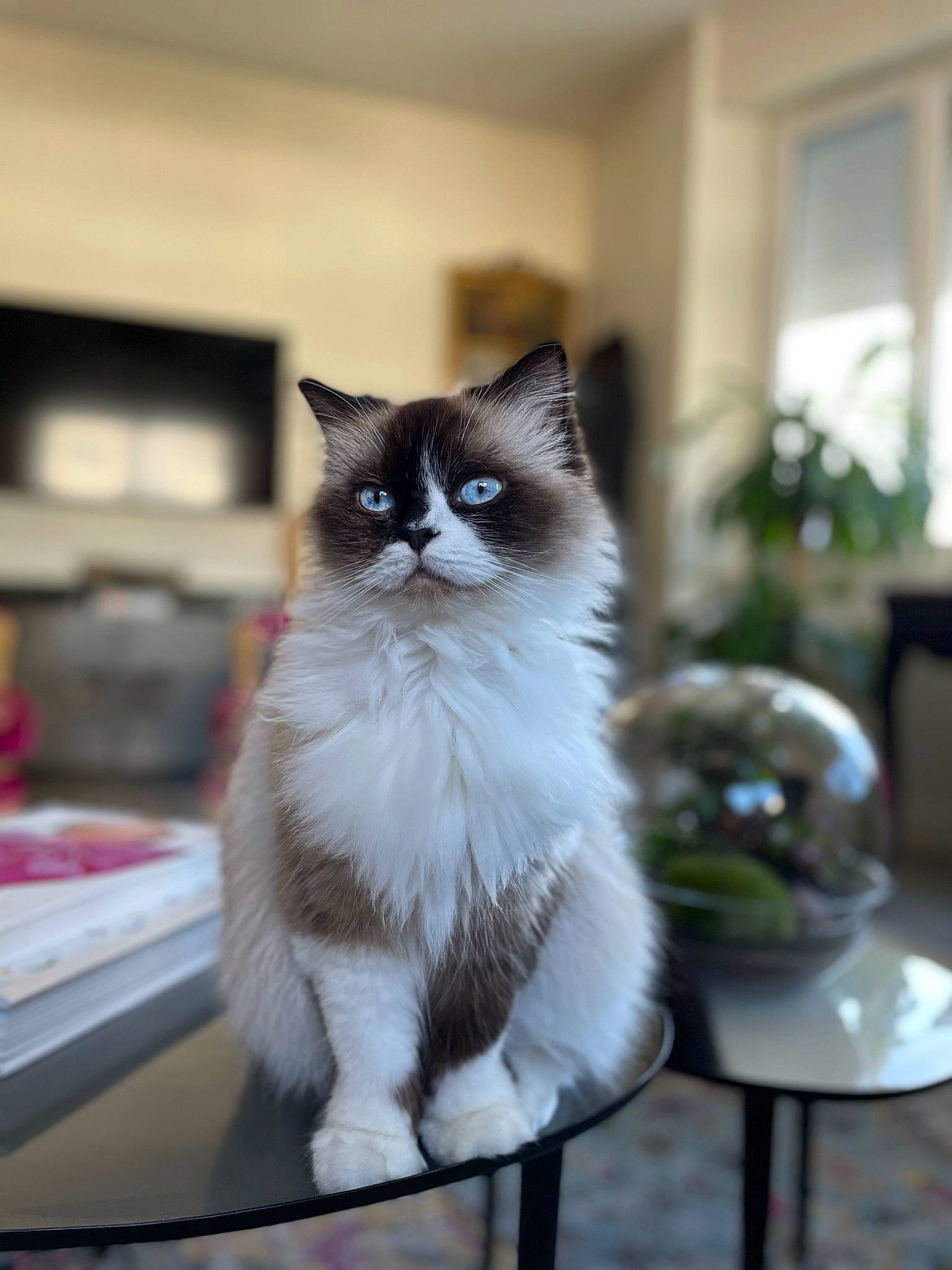 Pipa a rejoint le concours — aidez-le/la à gagner de superbes lots ! carnivore, cat, chair, domestic_short_haired_cat, felidae, flooring, flowerpot, fur, hardwood, houseplant, plant, serveware, sitting, small_to_medium_sized_cats, snout, tableware, tail, whiskers, window, wood