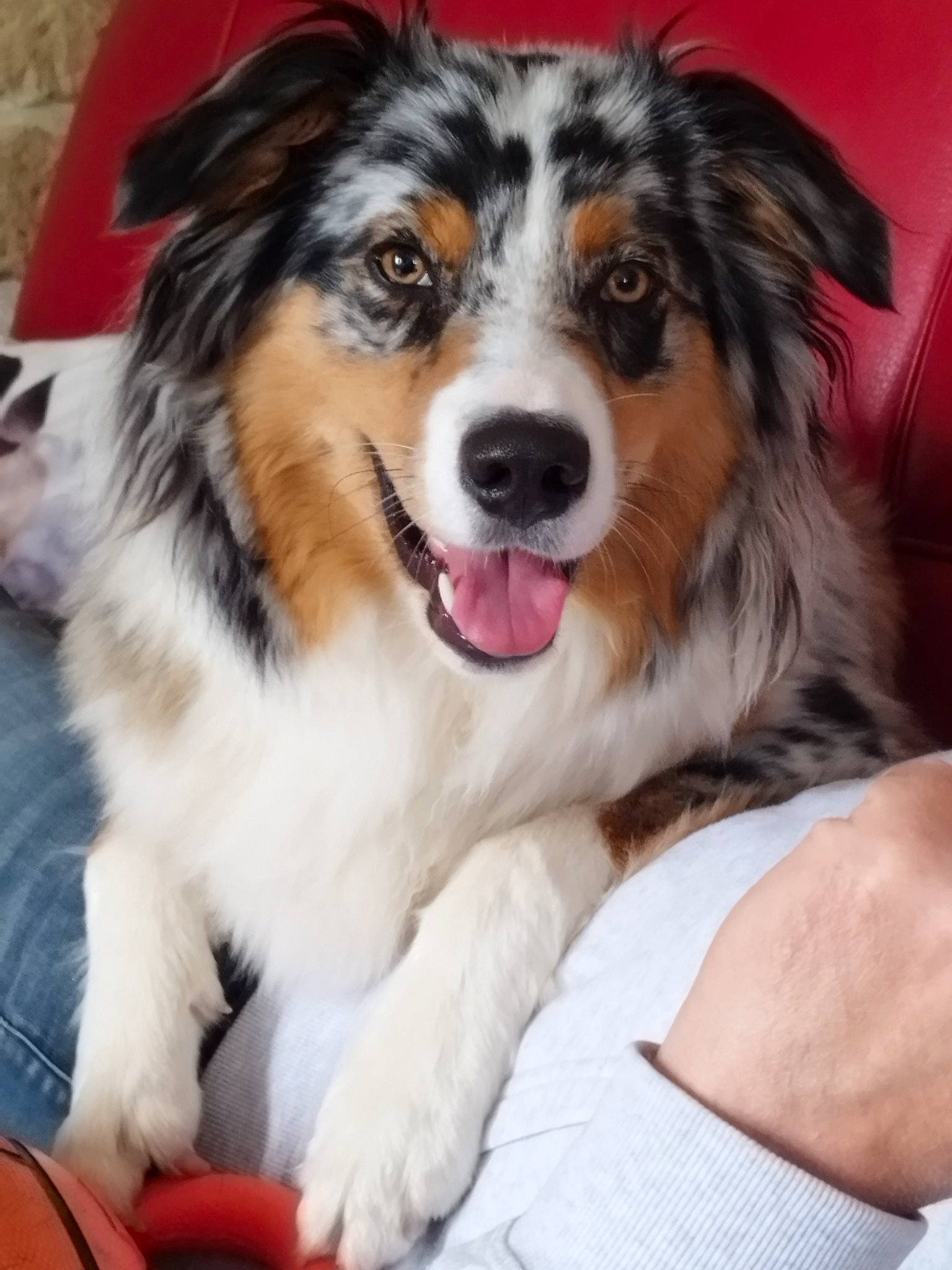 Daska participe au concours pour gagner de l'argent avec cette photo : carnivore, companion_dog, dog, dog_breed, fur, herding_dog, sporting_group, terrestrial_animal, whiskers, working_dog