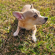 Lilly is registered to the contest to win money with this photo: dog, grass, outdoor, animal, pet, small_dog, tan_fur, ears, lying_down, sunlight, nature, close_up, curious, mammal, canine, daylight, greenery, snout, whiskers, alert