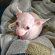 Crystal is registered to the contest to win money with this photo: dog, small_dog, chihuahua, pet, animal, blanket, cozy, fur, ears, pink_nose, cute, indoor, resting, looking_up, wide_eyes, snuggly, texture, soft, wrapped, curious