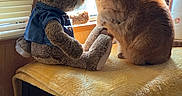 Phatkat is registered to the contest to win money with this photo: cat, rabbit, stuffed_animal, plush_toy, orange_cat, tabby, blue_clothing, chair, yellow_blanket, window, sunlight, indoor, home, cozy, sitting, animal_portrait, whiskers, ears, curtain, window_blinds