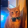 Phatkat joined the competition — help win amazing prizes! cat, orange_cat, tabby, bow_tie, pet, animal, sitting, portrait, indoor, doorway, hallway, wood, carpet, background, second_cat, looking_at_camera, whiskers, feline, cute, home