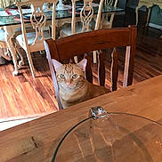 Phatkat is registered to the contest to win money with this photo: cat, orange_cat, tabby, pet, animal, sitting, face, eyes, whiskers, ears, indoor, dining_room, dining_table, chair, wooden_furniture, hardwood_floor, glass_bowl, dessert, home_decor, portrait