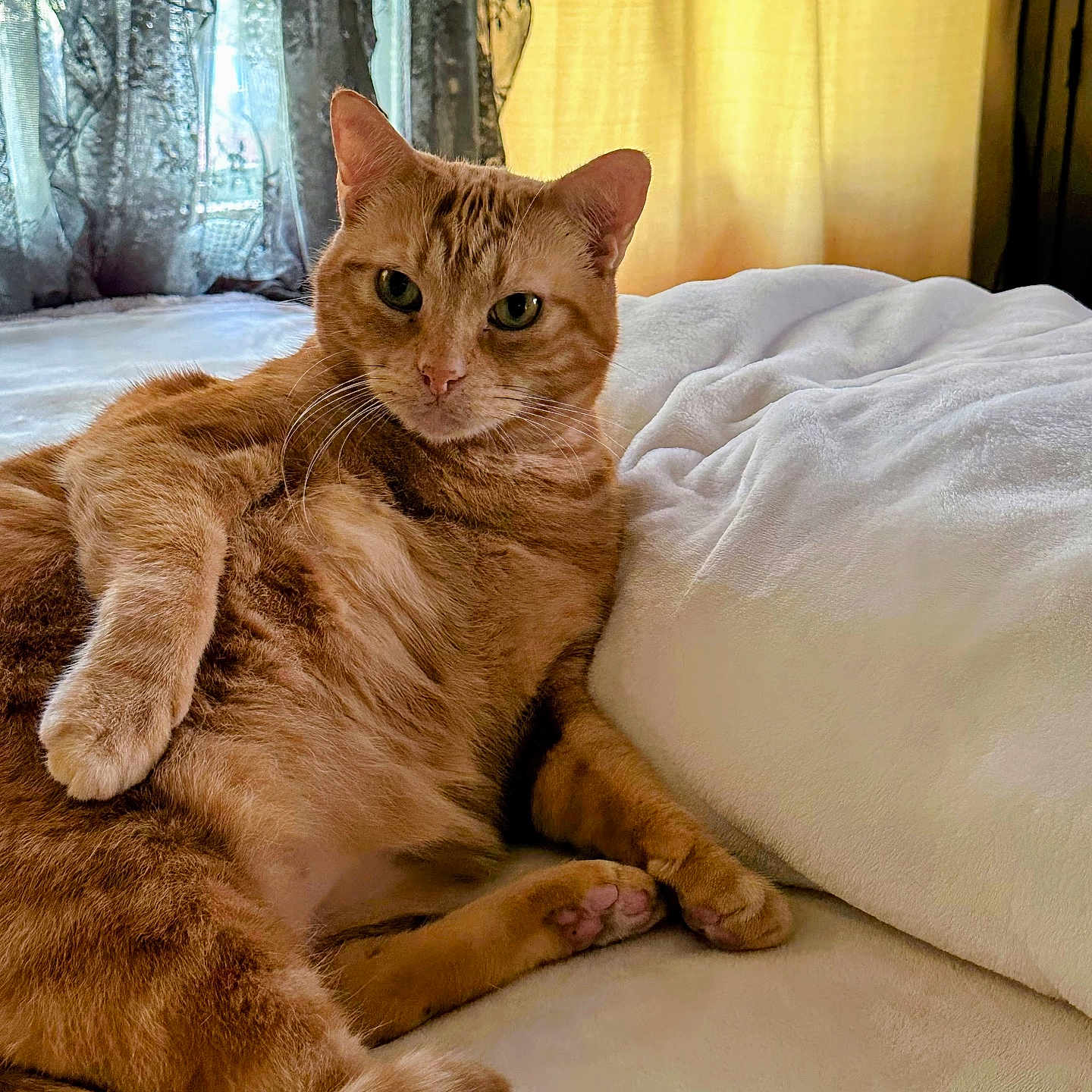 Phatkat joined the competition — help win amazing prizes! cat, orange_tabby, pet, feline, bed, bedroom, blanket, pillow, indoors, portrait, sitting, lounging, relaxed, whiskers, ears, green_eyes, striped_fur, paws, tail, curious