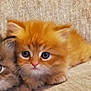 kitten, cat, orange_cat, fluffy, cute, pet, animal, indoor, closeup, feline, young, soft, adorable, fur, crouching, companion, two_animals, curious, whiskers, small