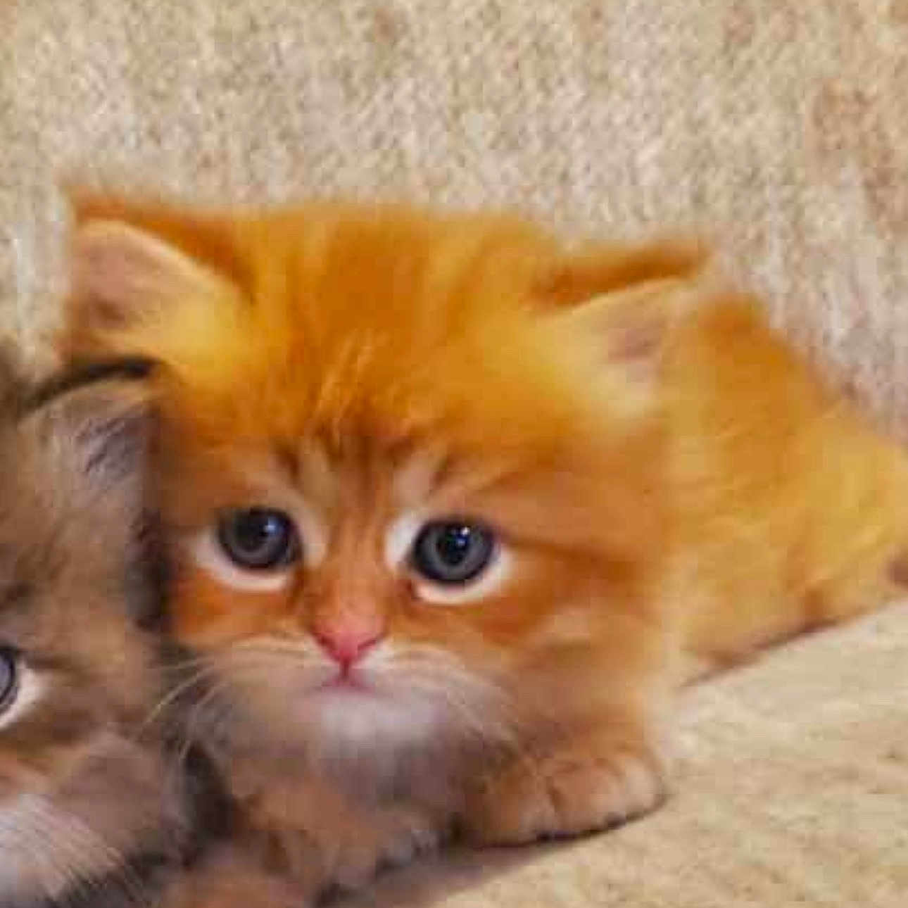 Simba joined the competition — help win amazing prizes! adorable, animal, cat, closeup, companion, crouching, curious, cute, feline, fluffy, fur, indoor, kitten, orange_cat, pet, small, soft, two_animals, whiskers, young