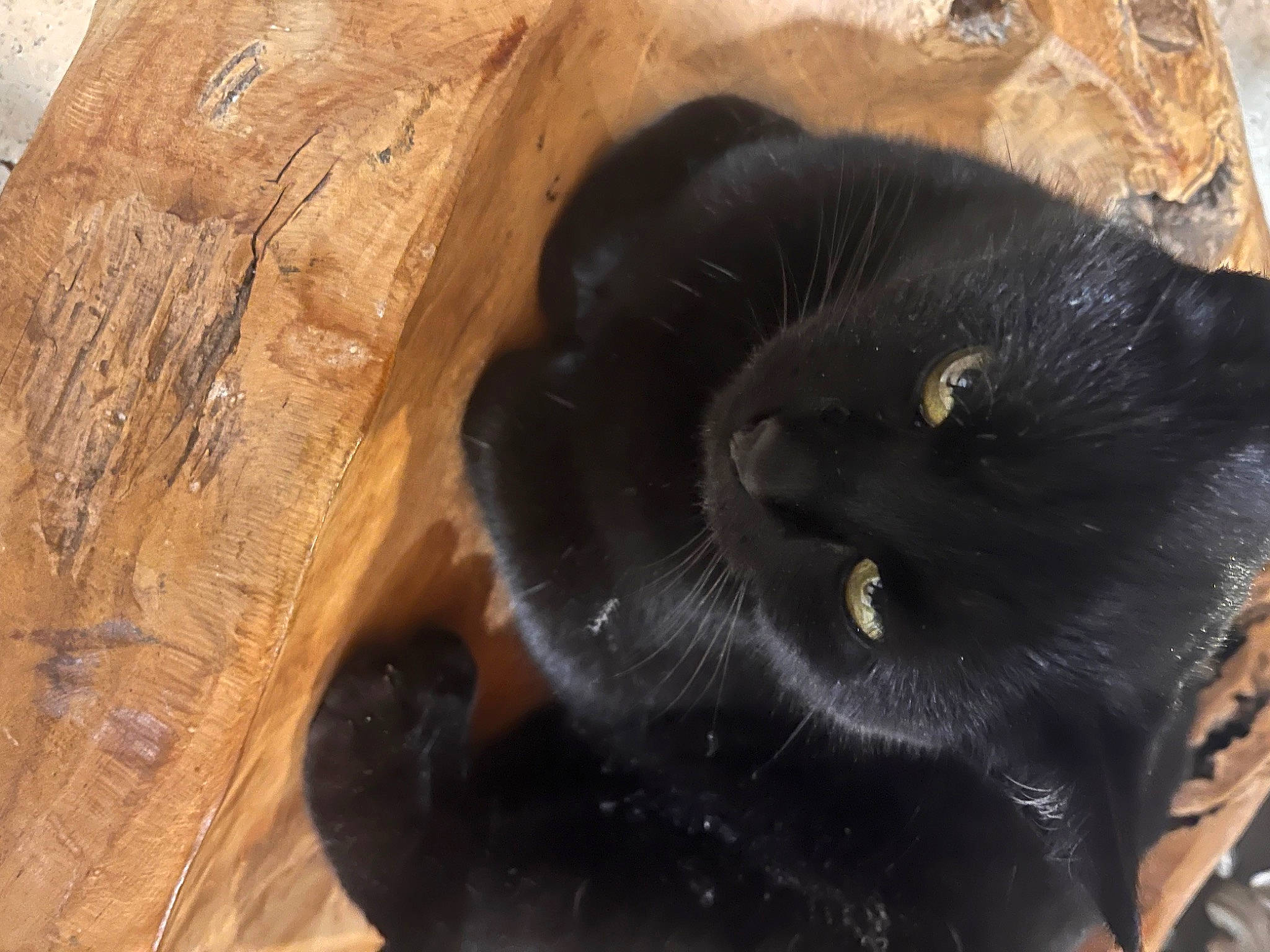 Minette participe au concours pour gagner de l'argent avec cette photo : black_cat, bombay, carnivore, cat, cat_supply, claw, comfort, domestic_short_haired_cat, felidae, fur, hardwood, small_to_medium_sized_cats, snout, tail, terrestrial_animal, whiskers, wood