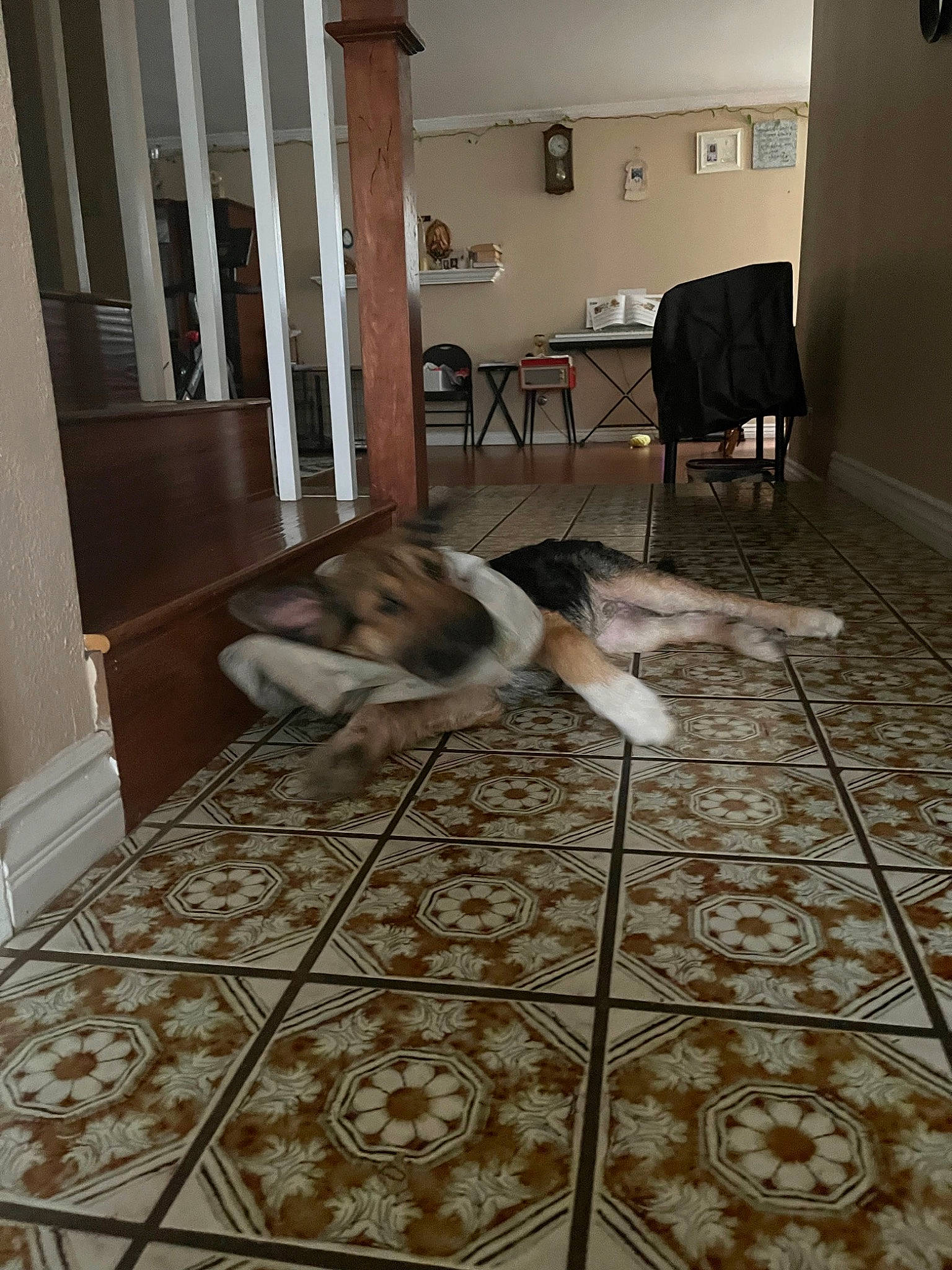 Juno joined the competition — help win amazing prizes! brown, building, carpet, ceiling, chair, comfort, door, floor, flooring, grey, hardwood, house, interior_design, laminate_flooring, living_room, room, rug, tile_flooring, wood, wood_flooring