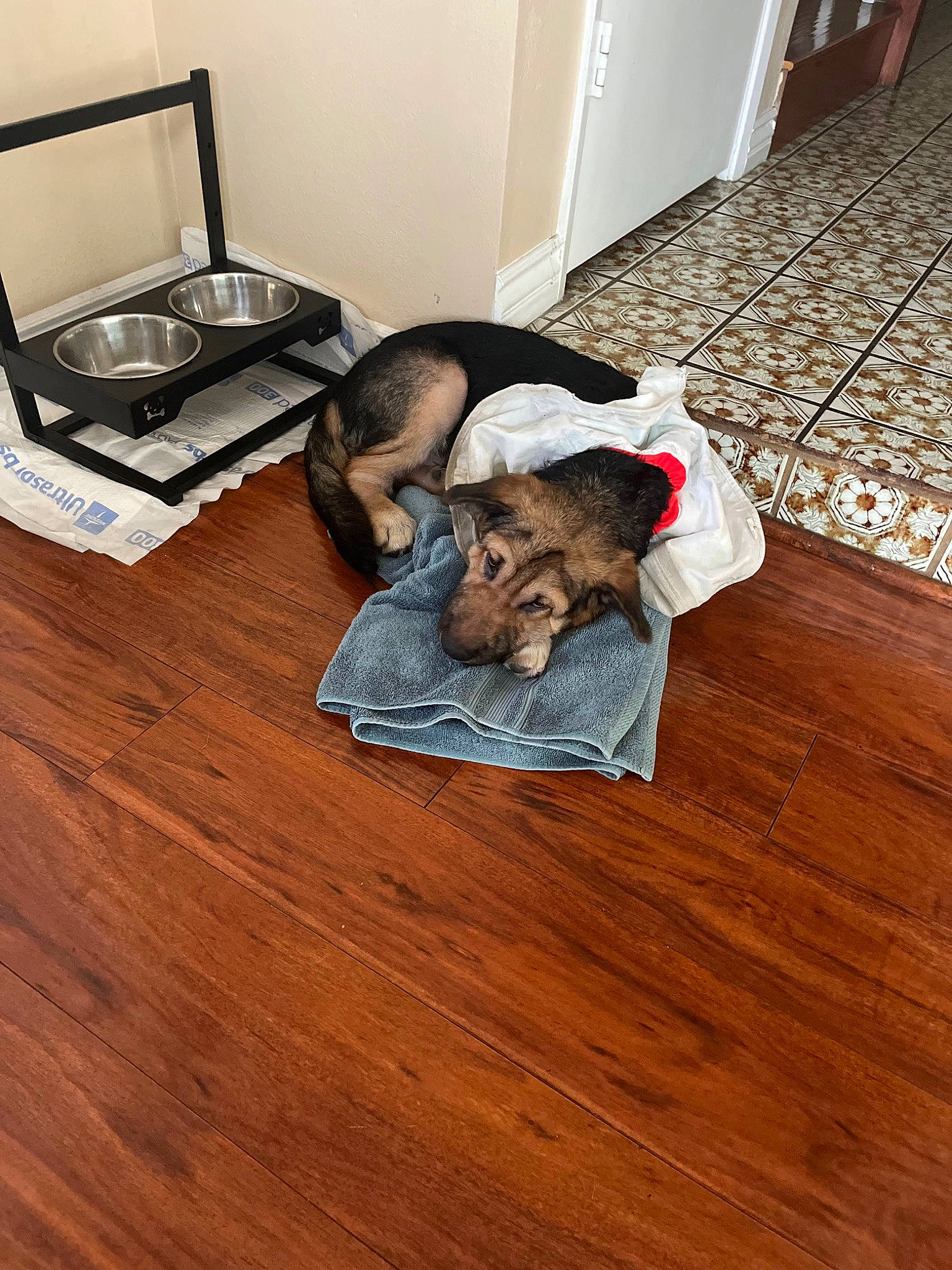 Juno joined the competition — help win amazing prizes! carnivore, comfort, companion_dog, couch, dog, dog_breed, dog_supply, fawn, floor, flooring, fur, furniture, hardwood, laminate_flooring, living_room, room, varnish, wood, wood_flooring, wood_stain