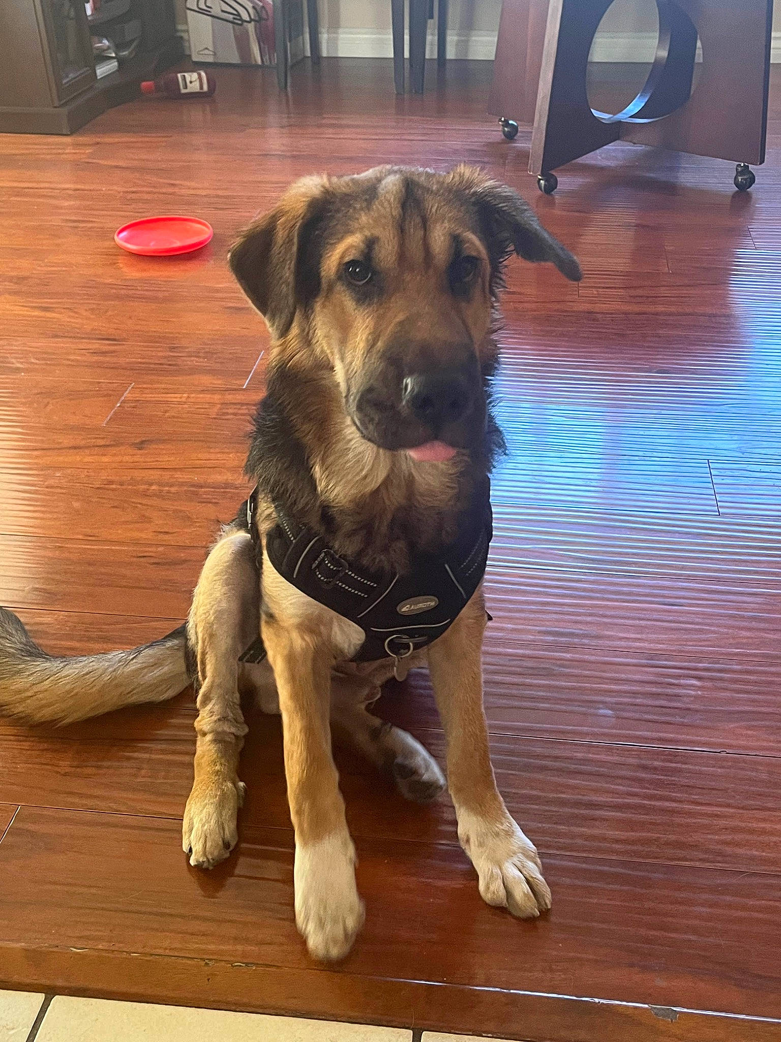 Juno is registered to the contest to win money with this photo: canidae, carnivore, companion_dog, dog, dog_breed, dog_supply, fawn, floor, flooring, fur, hardwood, pet_supply, plank, snout, terrestrial_animal, varnish, wood, wood_flooring, wood_stain, working_animal