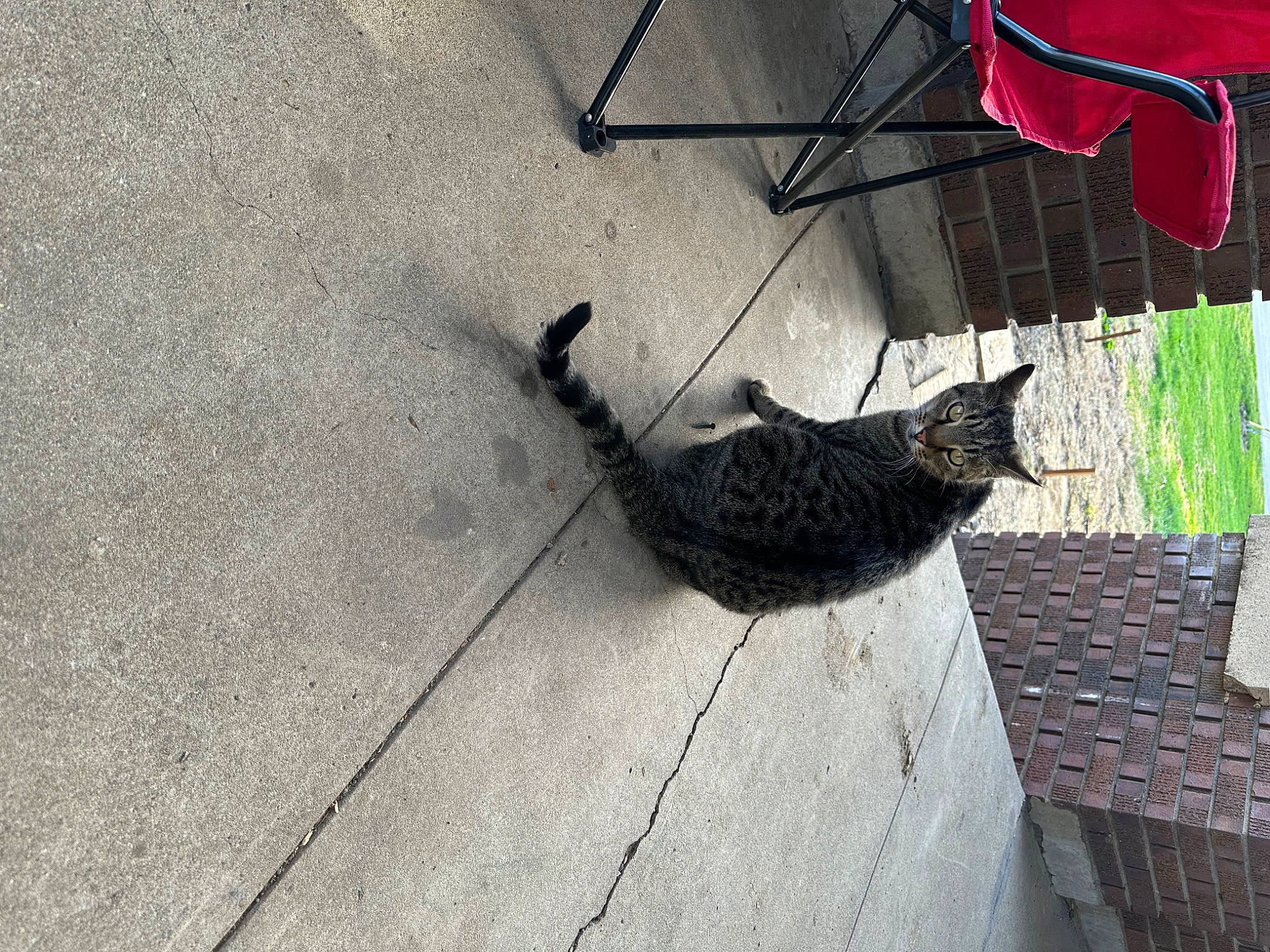 Lynda is registered to the contest to win money with this photo: asphalt, carnivore, cat, domestic_short_haired_cat, felidae, flooring, fur, grass, grey, road_surface, shadow, small_to_medium_sized_cats, snout, tail, terrestrial_animal, tints_and_shades, tree, whiskers, window, wood