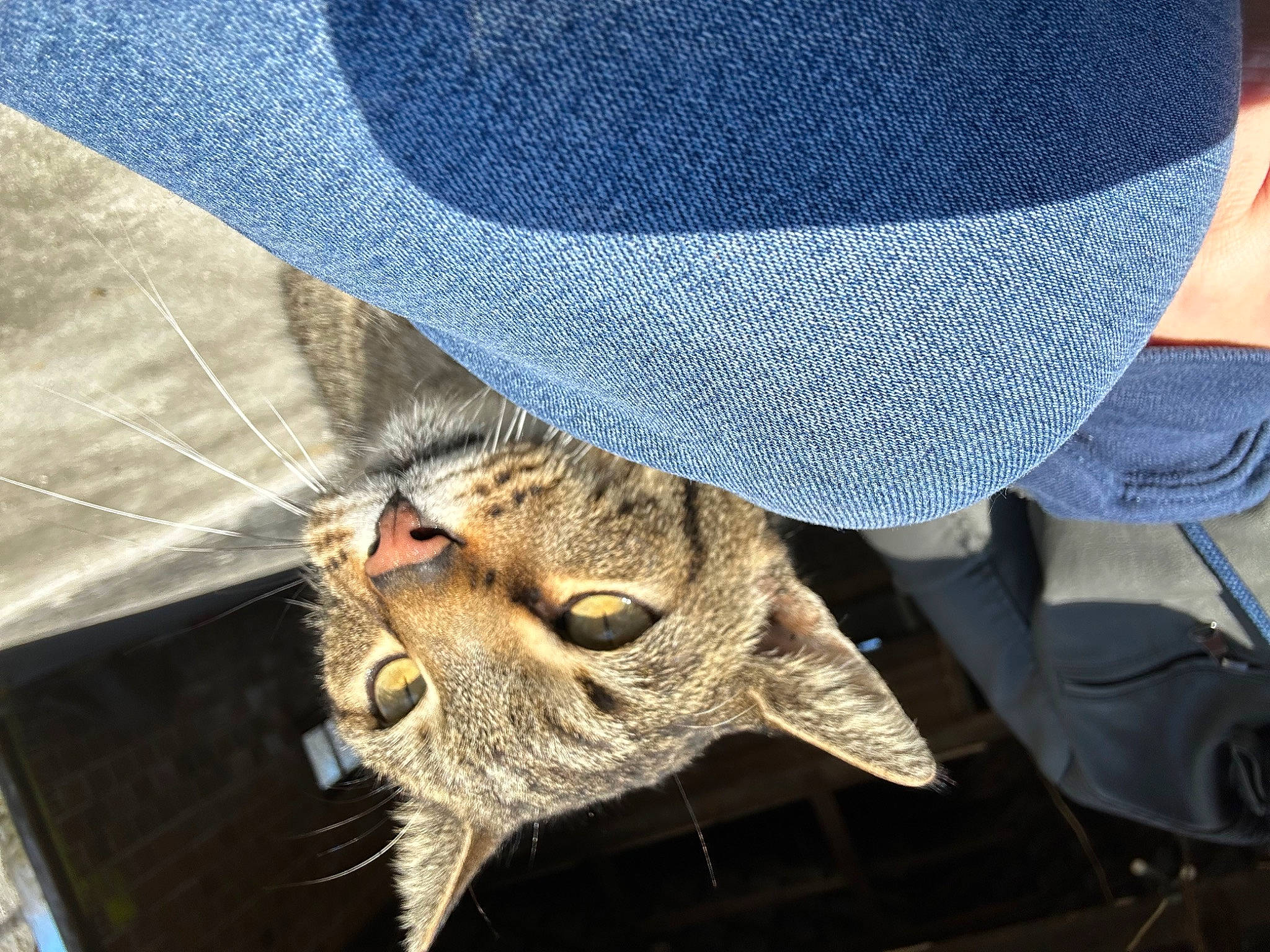 Lynda joined the competition — help win amazing prizes! cap, carnivore, cat, claw, comfort, denim, domestic_short_haired_cat, electric_blue, fashion_accessory, felidae, fur, head, headgear, human_body, pattern, sleeve, small_to_medium_sized_cats, snout, tail, whiskers