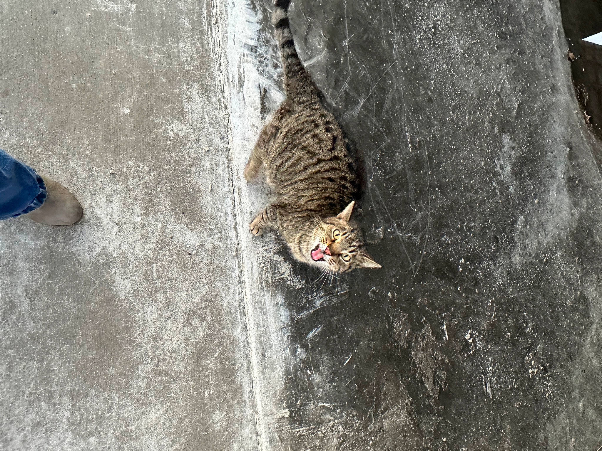 Lynda joined the competition — help win amazing prizes! asphalt, beak, bird, claw, domestic_short_haired_cat, felidae, fur, grass, grey, human_leg, road_surface, small_to_medium_sized_cats, soil, tail, terrestrial_animal, trunk, water, whiskers, wildlife, wood