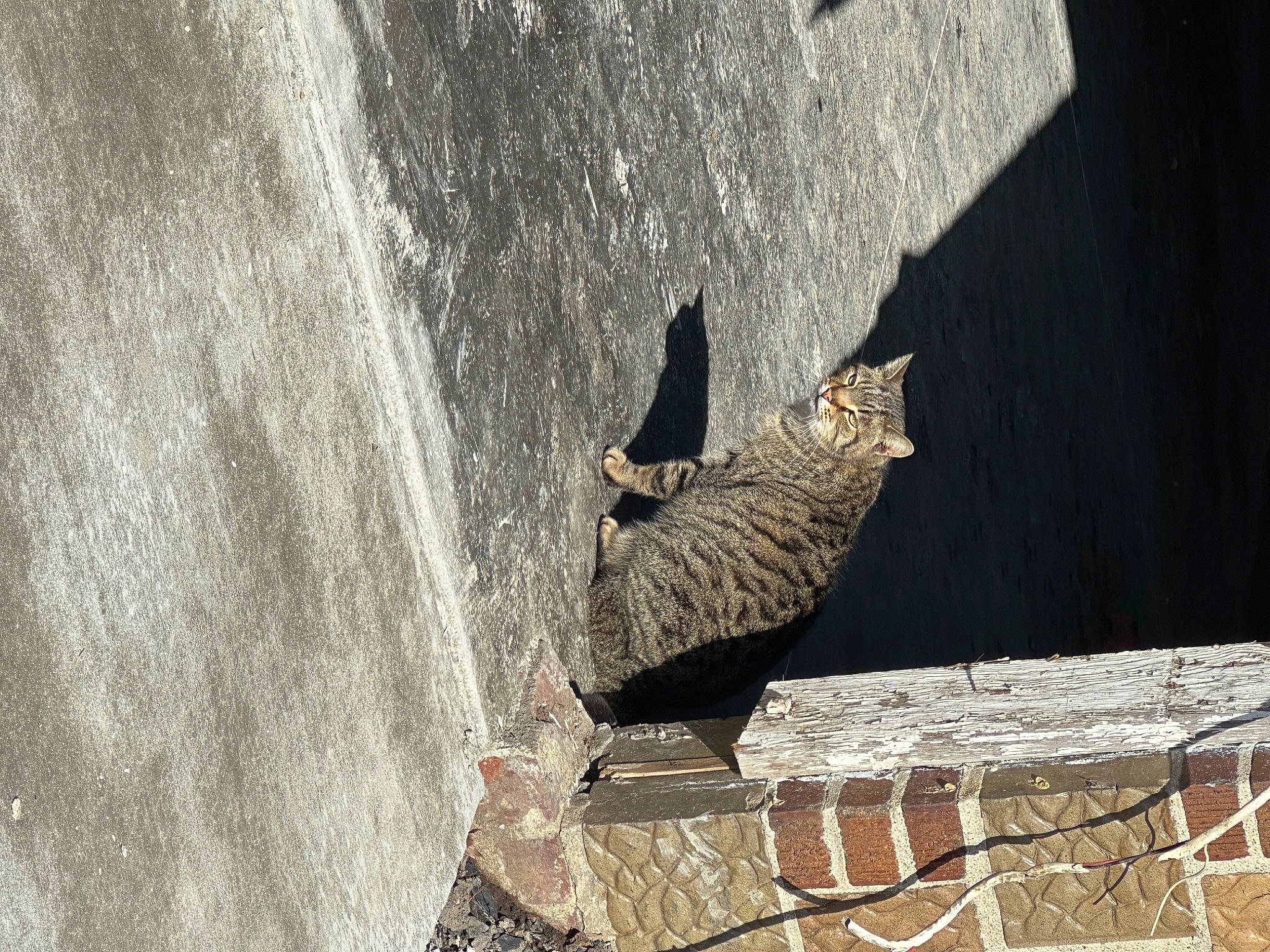 Lynda is registered to the contest to win money with this photo: beak, bird, carnivore, cat, door, felidae, grey, plant, rope, shadow, small_to_medium_sized_cats, snout, tail, terrestrial_animal, trunk, water, whiskers, wildlife, window, wood