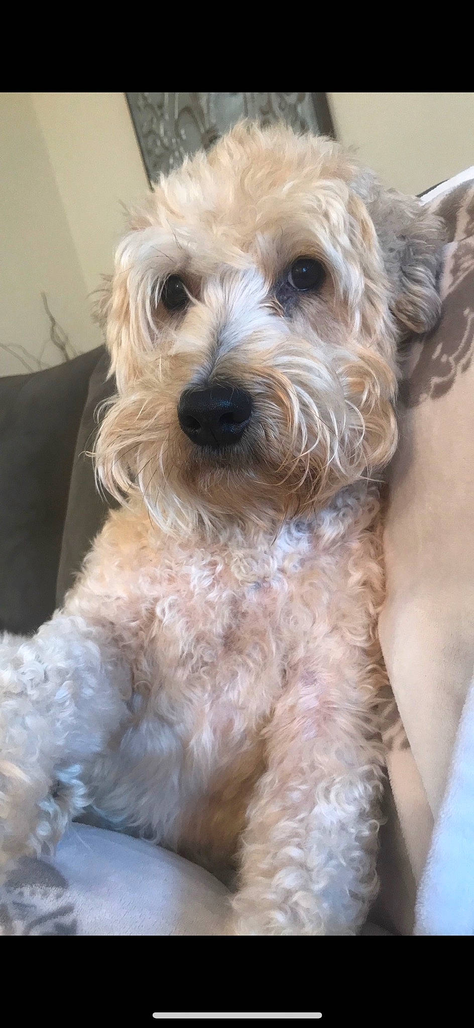 Russo joined the competition — help win amazing prizes! canidae, carnivore, companion_dog, dog, dog_breed, dog_collar, fur, maltepoo, non_sporting_group, small_terrier, snout, sporting_group, terrier, toy_dog, water_dog, working_animal, yorkipoo