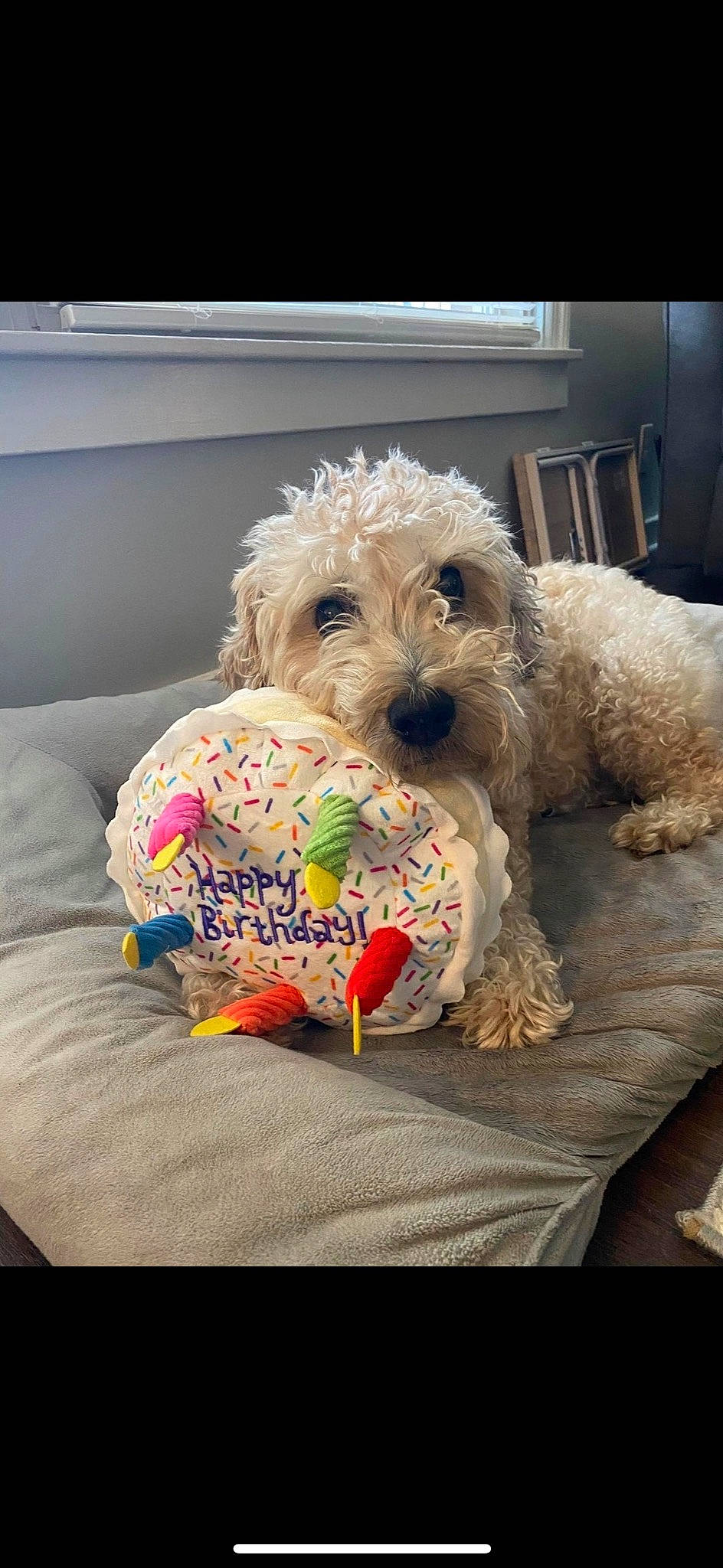 Russo is registered to the contest to win money with this photo: canidae, carnivore, companion_dog, dog, dog_breed, dog_clothes, dog_supply, home_accessories, linens, pet_supply, pillow, small_terrier, sofa_bed, sporting_group, stuffed_toy, terrier, throw_pillow, toy, toy_dog, water_dog