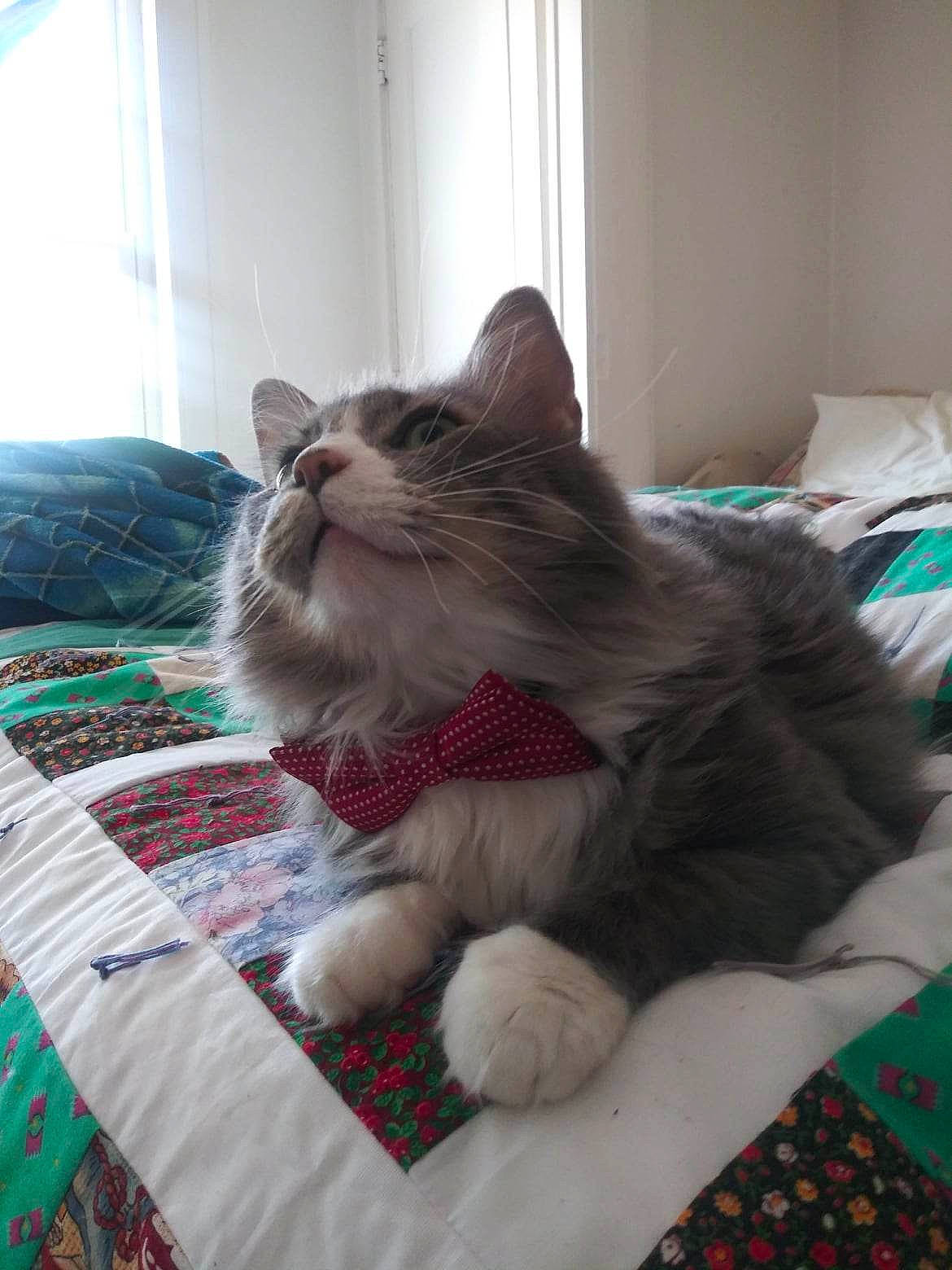 Bastian is registered to the contest to win money with this photo: bed, bedding, carnivore, cat, comfort, domestic_short_haired_cat, felidae, flooring, fur, grey, linens, pattern, paw, plaid, room, small_to_medium_sized_cats, tail, textile, whiskers, window