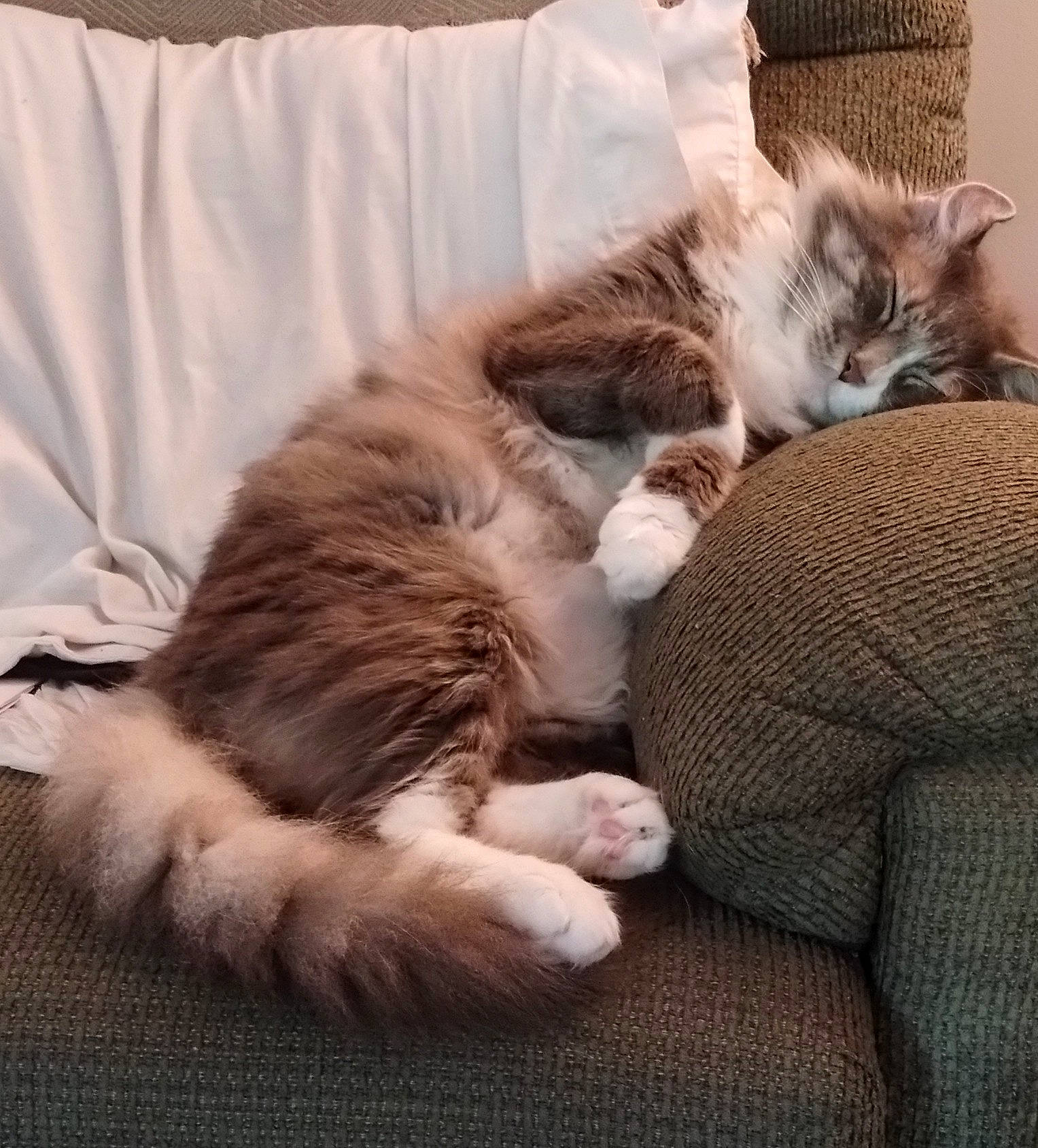 Bastian joined the competition — help win amazing prizes! carnivore, cat, cat_bed, cat_supply, claw, comfort, companion_dog, domestic_short_haired_cat, fawn, felidae, fur, linens, nap, paw, sleep, small_to_medium_sized_cats, tail, textile, whiskers