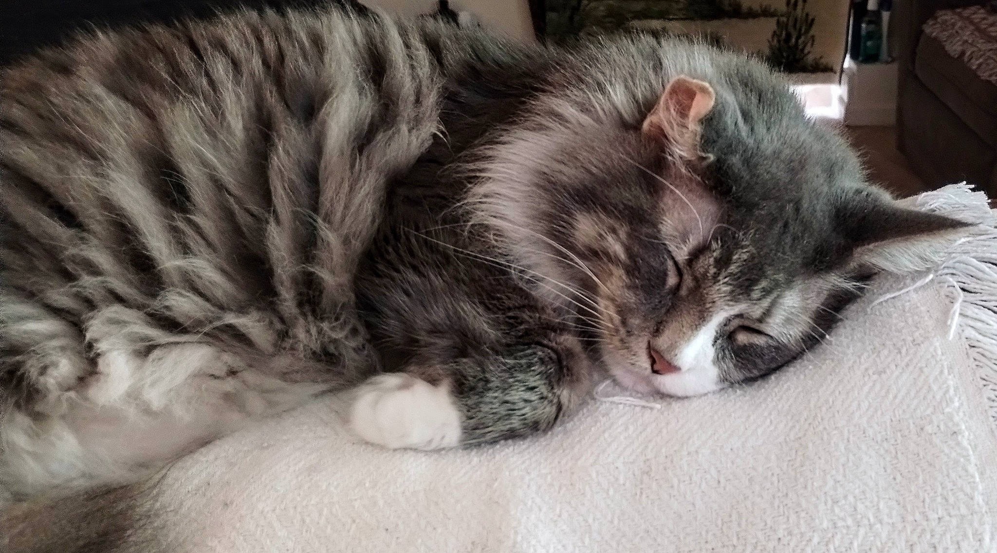 Bastian is registered to the contest to win money with this photo: carnivore, cat, claw, comfort, domestic_short_haired_cat, felidae, fur, mammal, nap, paw, sleep, small_to_medium_sized_cats, snout, tail, terrestrial_animal, vertebrate, whiskers