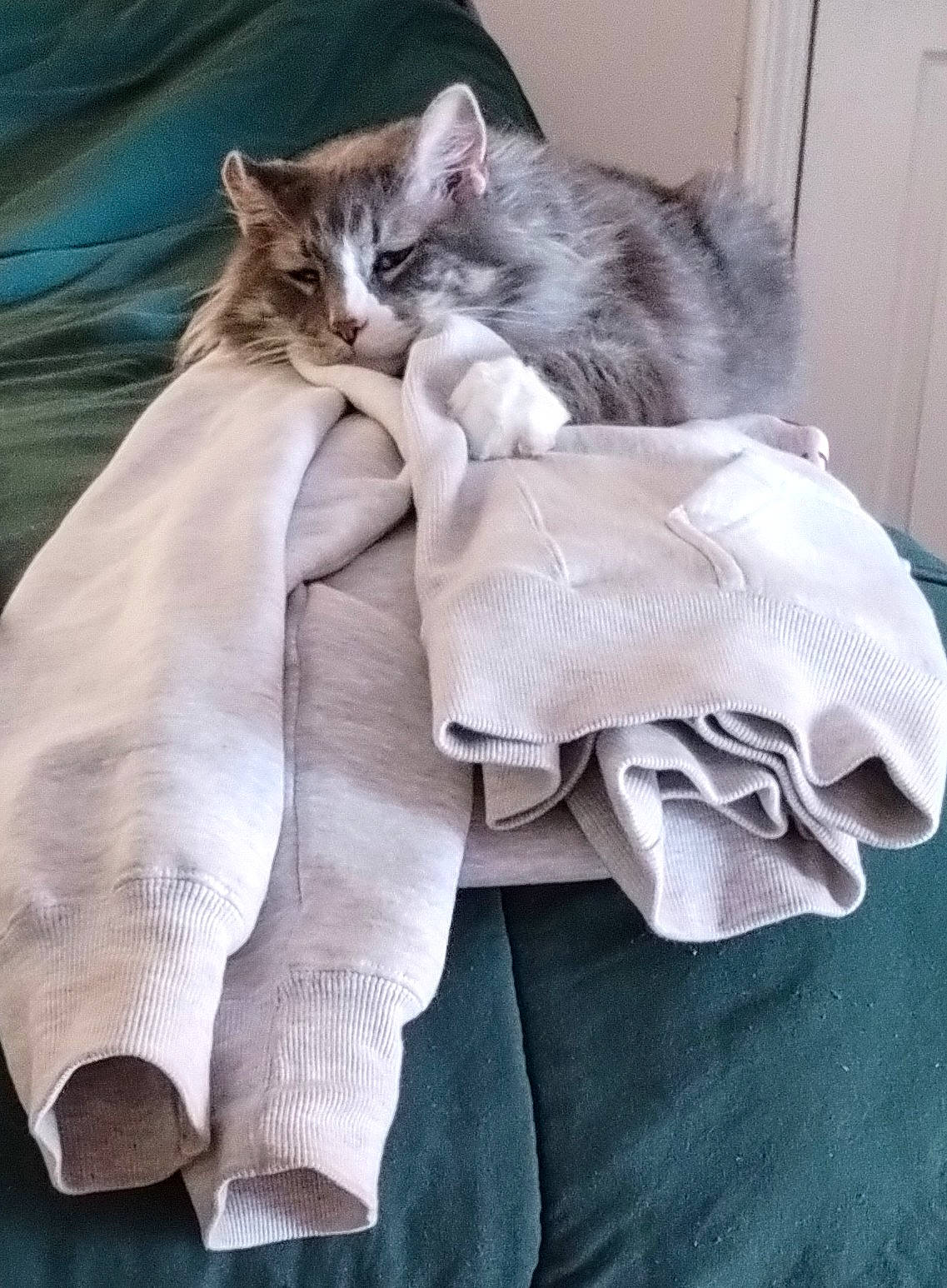 Bastian is registered to the contest to win money with this photo: bag, bed, bed_sheet, bedding, blanket, carnivore, cat, comfort, domestic_short_haired_cat, door, duvet, felidae, fur, grey, linens, paw, sleeve, small_to_medium_sized_cats, tail, whiskers