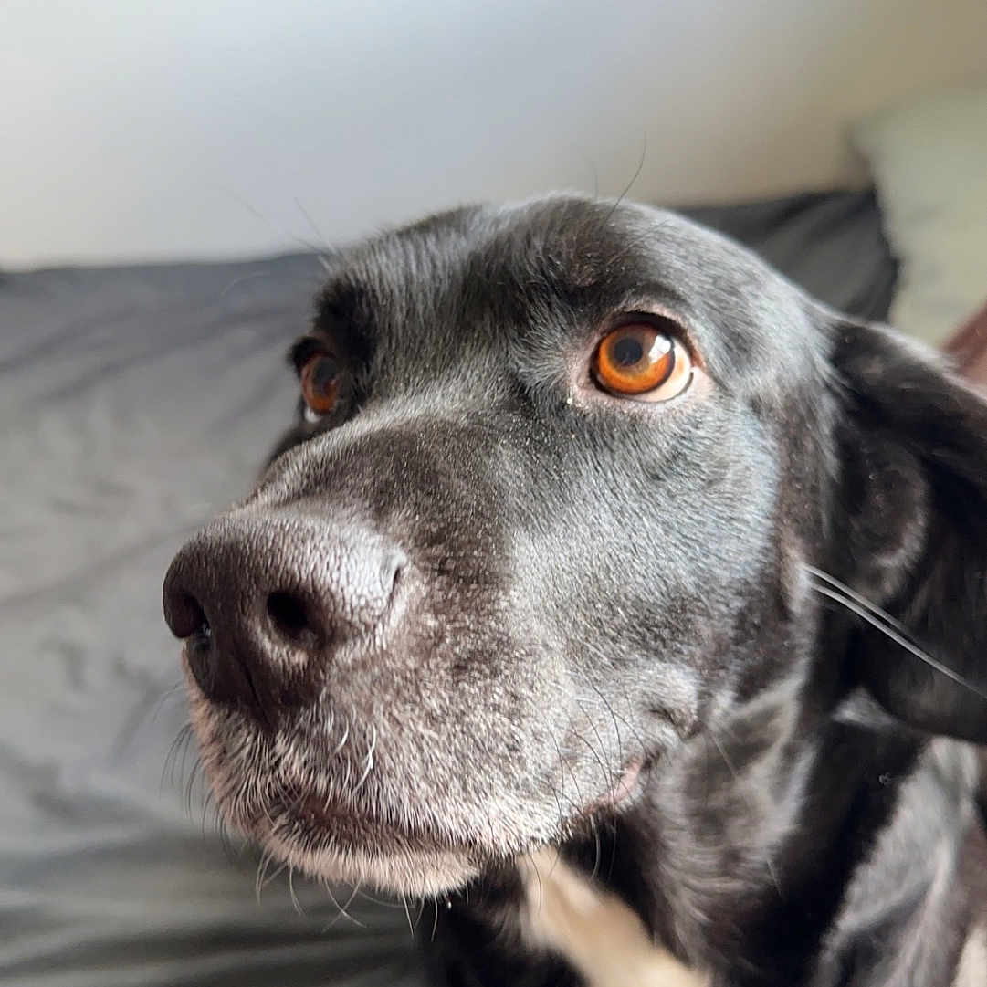 Obi is registered to the contest to win money with this photo: animal, beagle, bed, bedroom, blanket, canine, cockerspaniel, couch, cushion, dog, furniture, homedecor, hound, indoors, labradorretriever, pet, pointer, puppy, room, snout