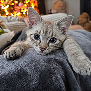 Vaya a rejoint le concours — aidez-le/la à gagner de superbes lots ! kitten, cat, blue_eyes, cute, pet, feline, close_up, blanket, indoor, cozy, christmas_tree, bokeh, soft_texture, relaxed, curious, warm_lighting, holiday, animal, fur, whiskers