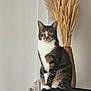 cat, tabby_cat, sitting, indoor, vase, dried_wheat, furniture, wooden_cabinet, animal, pet, domestic_cat, feline, whiskers, paws, ears, eyes, fur, striped, calm, still_life