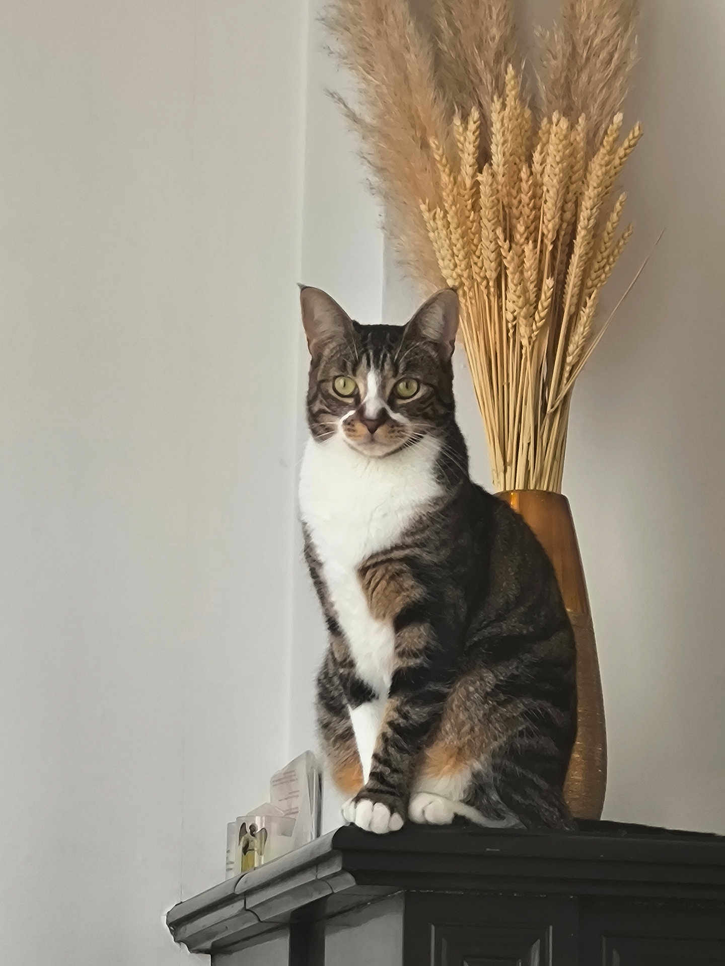 Vanille participe au concours pour gagner de l'argent avec cette photo : cat, tabby_cat, sitting, indoor, vase, dried_wheat, furniture, wooden_cabinet, animal, pet, domestic_cat, feline, whiskers, paws, ears, eyes, fur, striped, calm, still_life