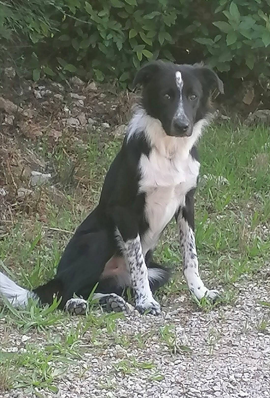 Jughead a rejoint le concours — aidez-le/la à gagner de superbes lots ! borador, border_collie, canidae, carnivore, companion_dog, dog, dog_breed, fur, grass, gun_dog, herding_dog, hunting_dog, plant, sporting_group, tail, terrestrial_animal, working_dog