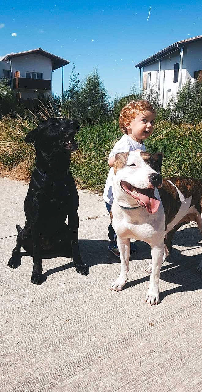 Théo a rejoint le concours — aidez-le/la à gagner de superbes lots ! american_pit_bull_terrier, american_staffordshire_terrier, bull_and_terrier, canidae, carnivore, companion_dog, dog, dog_breed, dog_walking, fawn, mammal, non_sporting_group, person, pit_bull, sporting_group, staffordshire_bull_terrier, vertebrate