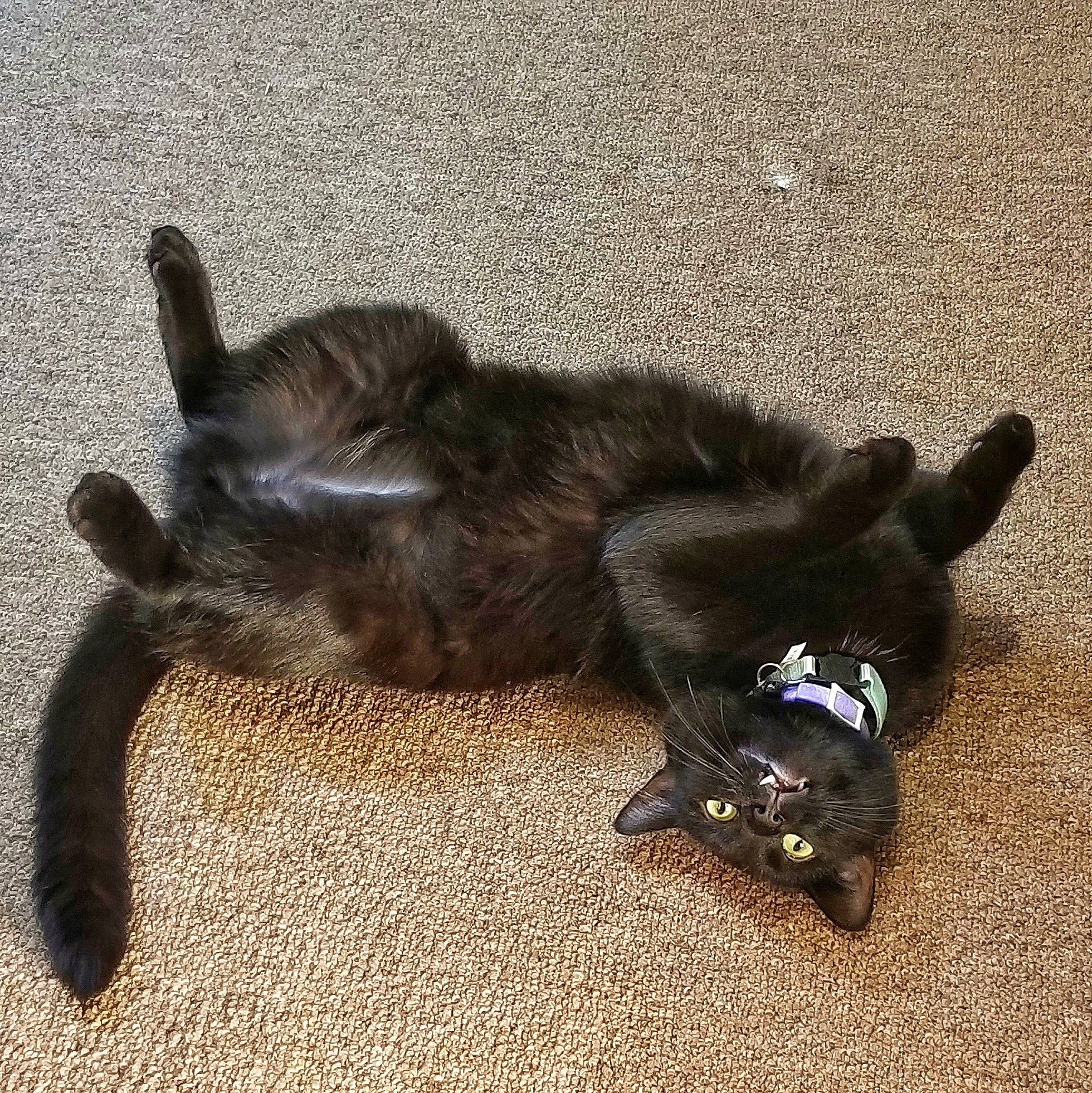 Bravo joined the competition — help win amazing prizes! black_cat, burmese, carnivore, cat, claw, dog_breed, domestic_short_haired_cat, felidae, kitten, nebelung, paw, russian_blue, small_to_medium_sized_cats, tail, whiskers