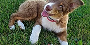 Miley is registered to the contest to win money with this photo: australian_shepherd, border_collie, cardigan_welsh_corgi, companion_dog, dog, dog_breed, dog_breed_group, dog_like_mammal, grass, puppy, snout, welsh_sheepdog