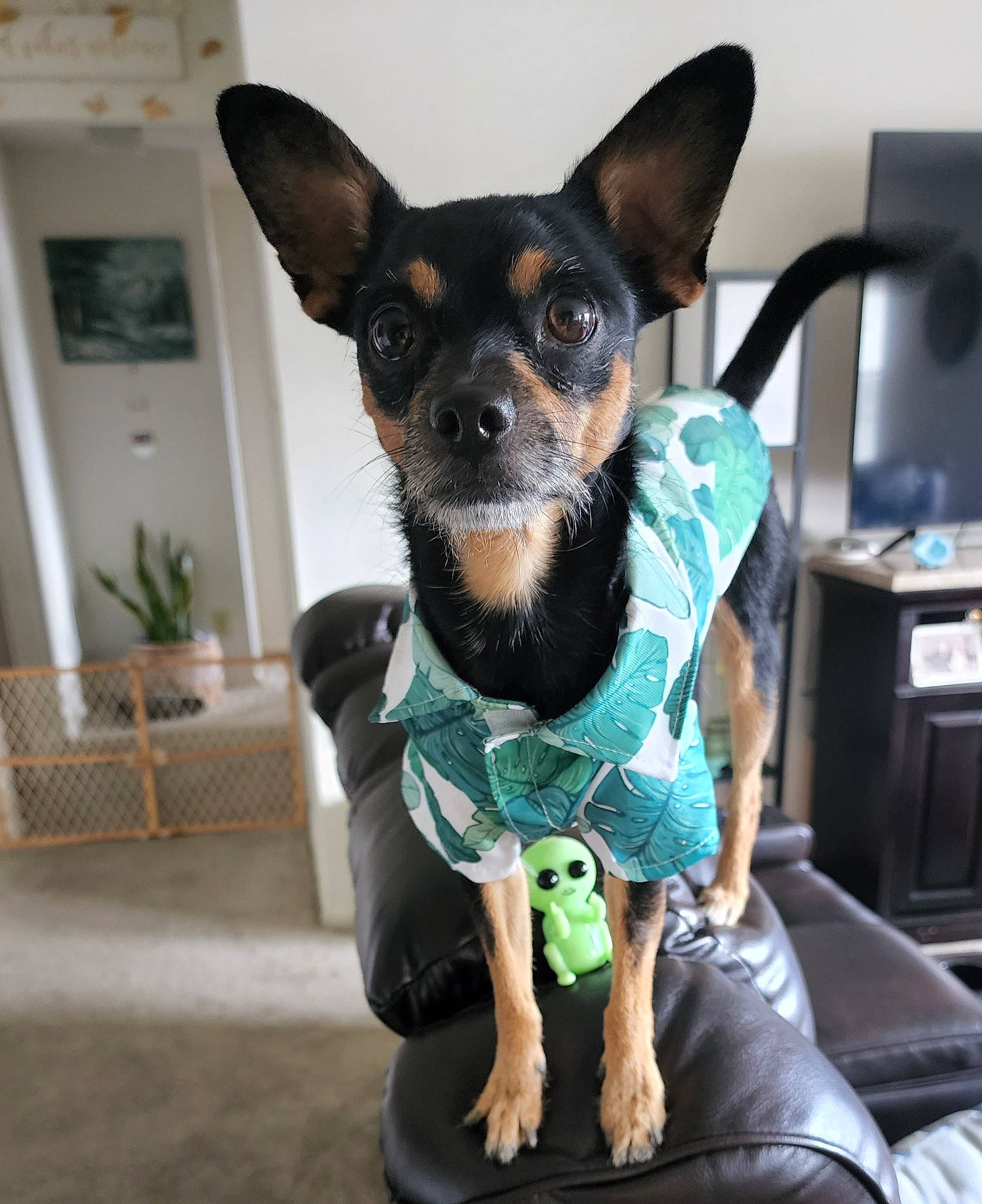 Benito joined the competition — help win amazing prizes! canidae, carnivore, collar, companion_dog, computer_keyboard, dog, dog_breed, dog_supply, ear, fawn, flowerpot, houseplant, plant, prazsky_krysarik, snout, sporting_group, terrestrial_animal, toy_dog, whiskers, working_animal