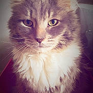 Porter is registered to the contest to win money with this photo: cat, fluffy, portrait, closeup, indoor, pet, feline, box, pink, fur, whiskers, ears, eyes, cute, animal, mammal, domestic, soft, sitting, vignette