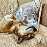 Maya is registered to the contest to win money with this photo: animal, blanket, brown, comfortable, couch, cozy, cute, decor, dog, fur, indoor, painting, pet, pillow, puppy, relaxed, resting, sleepy, soft, white