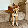 Maya joined the competition — help win amazing prizes! animal, brown, carpet, curious, cute, dog, ears, fur, home, indoor, paws, pet, portrait, puppy, relaxed, shiba_inu, stairs, tail, white, young