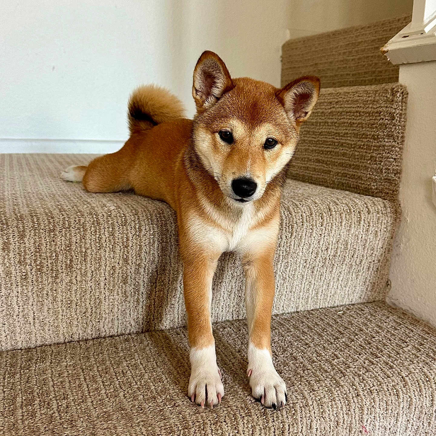 Maya