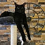 black_cat, cat_tree, long_legs, lounging, gray_fabric, scratching_post, decorative_clock, brick_wall, indoor, pet, feline, relaxed, home_interior, animal, fur, whiskers, playful_toy, white_feather_toy, close_up, resting