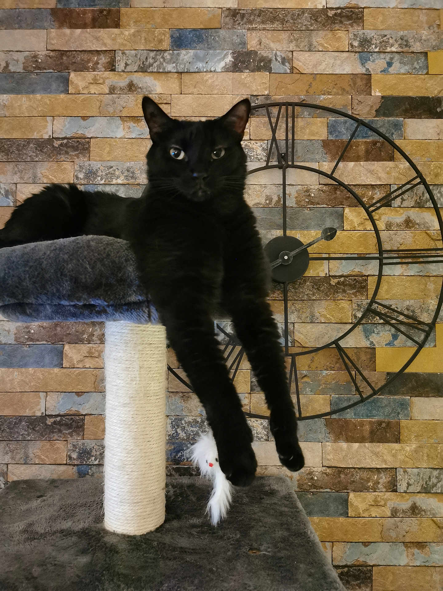 Chat'Mallow