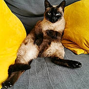 Olympe a rejoint le concours — aidez-le/la à gagner de superbes lots ! cat, siamese_cat, pet, animal, feline, couch, sofa, yellow_cushion, gray_fabric, indoor, relaxed, sitting, whiskers, paw, fur, cute, domestic_animal, resting, household, cozy