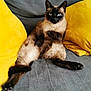 cat, siamese_cat, pet, animal, feline, couch, sofa, yellow_cushion, gray_fabric, indoor, relaxed, sitting, whiskers, paw, fur, cute, domestic_animal, resting, household, cozy