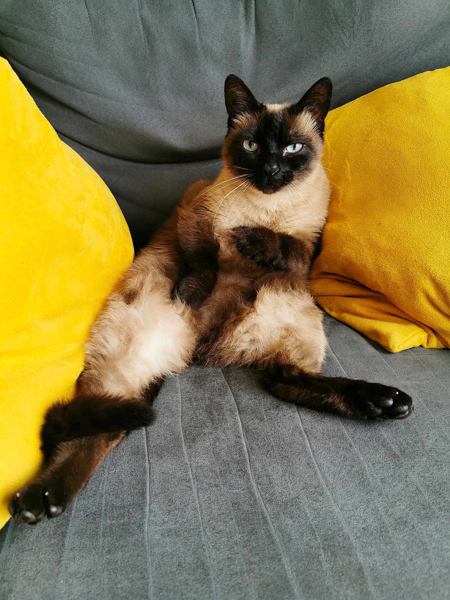 Olympe a rejoint le concours — aidez-le/la à gagner de superbes lots ! cat, siamese_cat, pet, animal, feline, couch, sofa, yellow_cushion, gray_fabric, indoor, relaxed, sitting, whiskers, paw, fur, cute, domestic_animal, resting, household, cozy