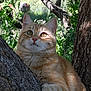cat, orange_tabby, tree, outdoor, nature, greenery, animal, pet, fur, whiskers, eyes, claws, branch, sunlight, daylight, curious, closeup, mammal, wildlife, portrait