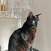 Salem participe au concours pour gagner de l'argent avec cette photo : cat, black_cat, pet, animal, feline, indoor, lamp, modern_lamp, table, round_table, fur, whiskers, sitting, side_view, natural_light, shadow, minimalism, home_decor, domestic_animal, quiet