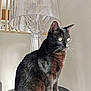 cat, black_cat, pet, animal, feline, indoor, lamp, modern_lamp, table, round_table, fur, whiskers, sitting, side_view, natural_light, shadow, minimalism, home_decor, domestic_animal, quiet